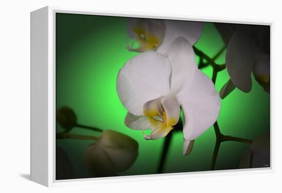 Flowers-Gordon Semmens-Framed Premier Image Canvas