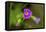 Flowers-Gordon Semmens-Framed Premier Image Canvas