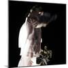 Flowers-Gideon Ansell-Mounted Photographic Print