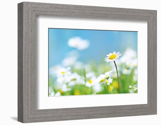 Flowers-photoslb com-Framed Photographic Print