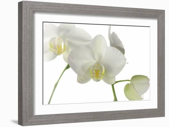 Flowers-Gordon Semmens-Framed Photographic Print