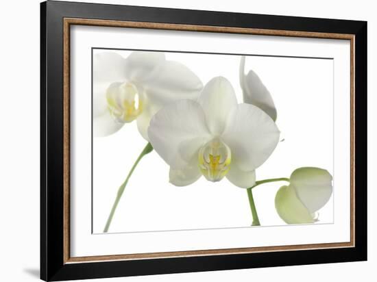 Flowers-Gordon Semmens-Framed Photographic Print