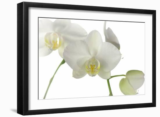 Flowers-Gordon Semmens-Framed Photographic Print