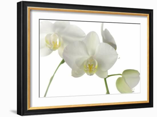 Flowers-Gordon Semmens-Framed Photographic Print