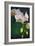 Flowers-Gordon Semmens-Framed Photographic Print