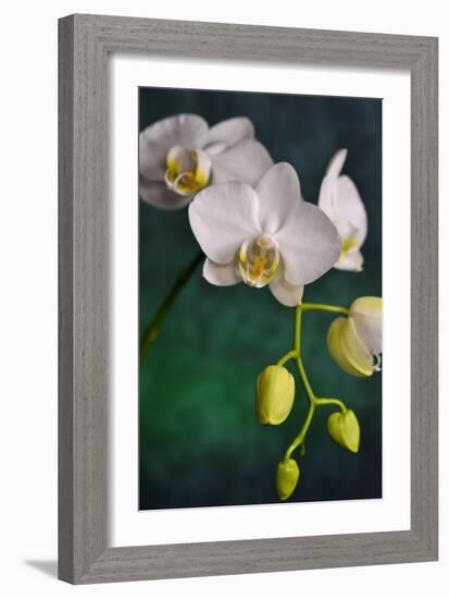 Flowers-Gordon Semmens-Framed Photographic Print