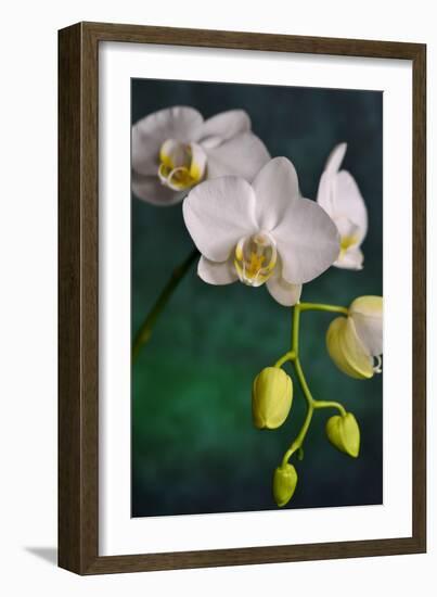 Flowers-Gordon Semmens-Framed Photographic Print