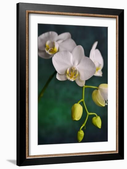 Flowers-Gordon Semmens-Framed Photographic Print