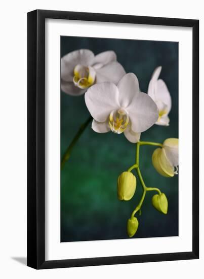 Flowers-Gordon Semmens-Framed Photographic Print