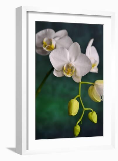 Flowers-Gordon Semmens-Framed Photographic Print