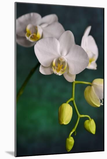 Flowers-Gordon Semmens-Mounted Photographic Print