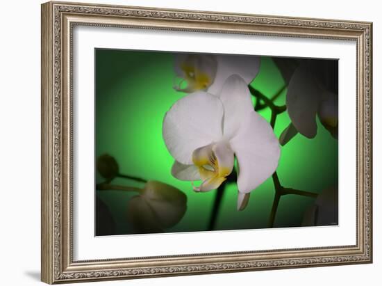 Flowers-Gordon Semmens-Framed Photographic Print