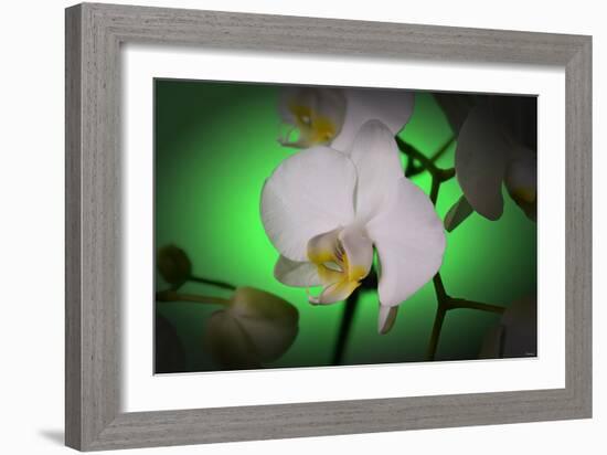 Flowers-Gordon Semmens-Framed Photographic Print