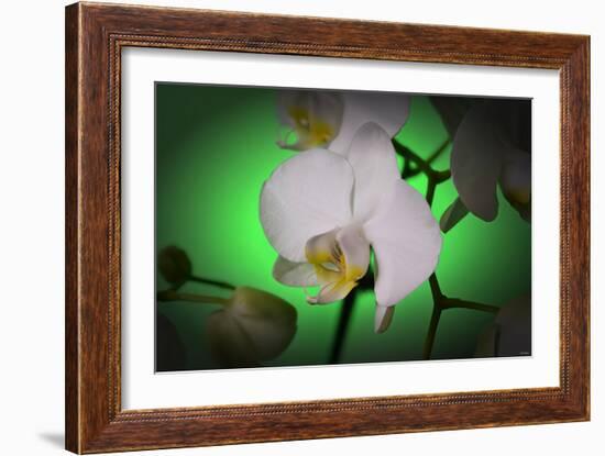 Flowers-Gordon Semmens-Framed Photographic Print