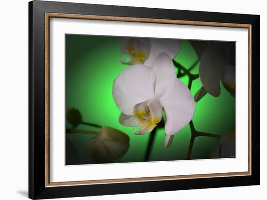 Flowers-Gordon Semmens-Framed Photographic Print