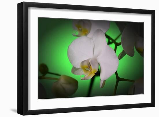 Flowers-Gordon Semmens-Framed Photographic Print
