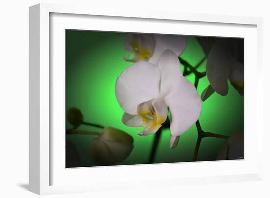 Flowers-Gordon Semmens-Framed Photographic Print