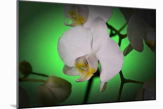 Flowers-Gordon Semmens-Mounted Photographic Print