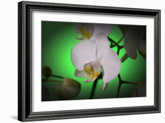 Flowers-Gordon Semmens-Framed Photographic Print