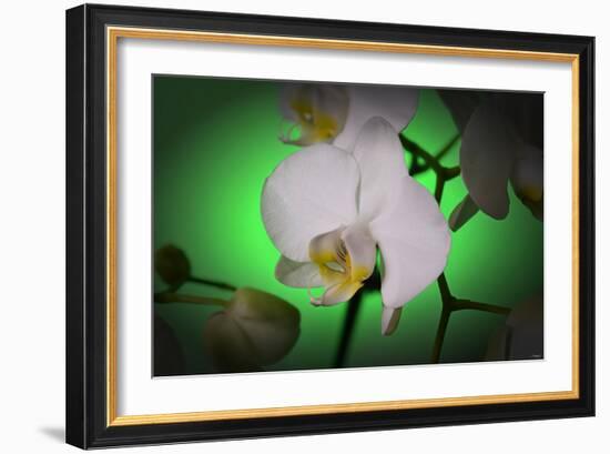 Flowers-Gordon Semmens-Framed Photographic Print