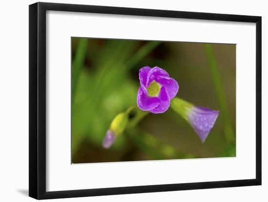 Flowers-Gordon Semmens-Framed Photographic Print