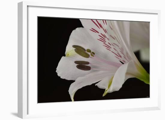 Flowers-Gordon Semmens-Framed Photographic Print