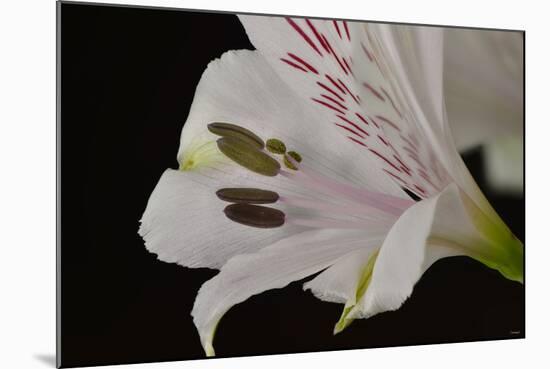 Flowers-Gordon Semmens-Mounted Photographic Print