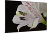 Flowers-Gordon Semmens-Mounted Photographic Print