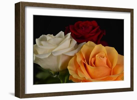 Flowers-Gordon Semmens-Framed Photographic Print