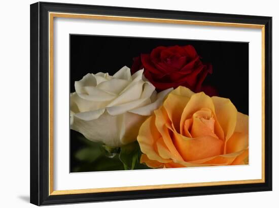 Flowers-Gordon Semmens-Framed Photographic Print