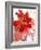 Flowers-Andrzej Pluta-Framed Giclee Print