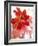 Flowers-Andrzej Pluta-Framed Giclee Print