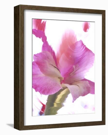 Flowers-Andrzej Pluta-Framed Giclee Print