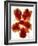 Flowers-Andrzej Pluta-Framed Giclee Print