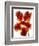 Flowers-Andrzej Pluta-Framed Giclee Print