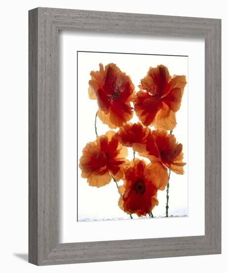 Flowers-Andrzej Pluta-Framed Giclee Print