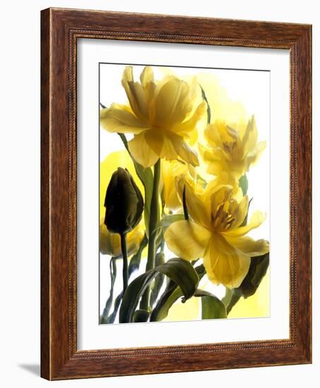 Flowers-Andrzej Pluta-Framed Giclee Print