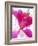 Flowers-Andrzej Pluta-Framed Giclee Print