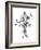 Flowers-Dan Hobday-Framed Photographic Print