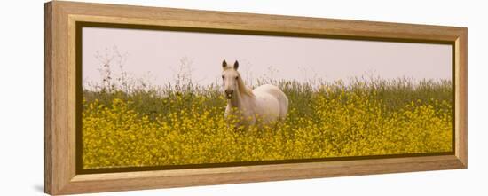 Flowery Field-Sally Linden-Framed Stretched Canvas