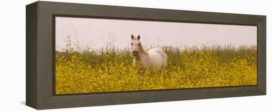 Flowery Field-Sally Linden-Framed Stretched Canvas