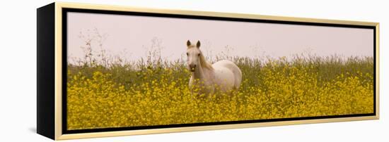 Flowery Field-Sally Linden-Framed Stretched Canvas