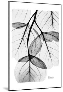 Flowing Eucalyptus in Black and White-Albert Koetsier-Mounted Art Print