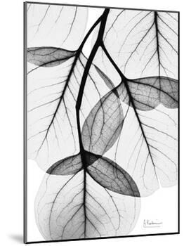 Flowing Eucalyptus in Black and White-Albert Koetsier-Mounted Art Print