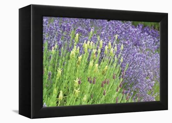 Flowing Lavender I-Dana Styber-Framed Premier Image Canvas