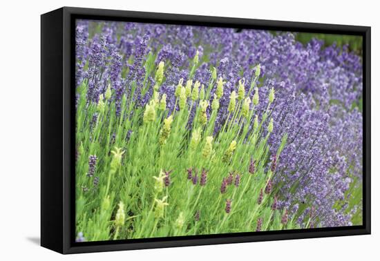 Flowing Lavender I-Dana Styber-Framed Premier Image Canvas