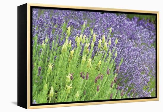 Flowing Lavender I-Dana Styber-Framed Premier Image Canvas