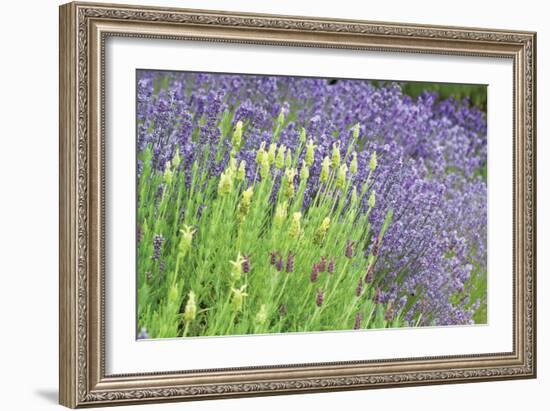 Flowing Lavender I-Dana Styber-Framed Photographic Print