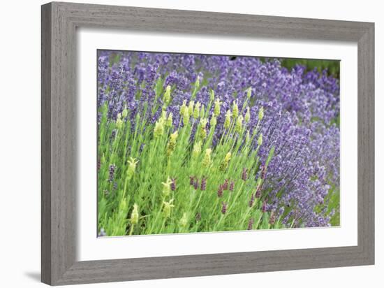 Flowing Lavender I-Dana Styber-Framed Photographic Print