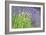 Flowing Lavender I-Dana Styber-Framed Photographic Print